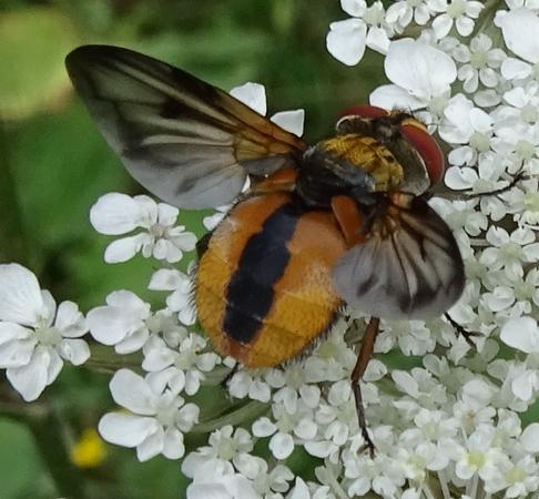 Ectophasia crassipennis